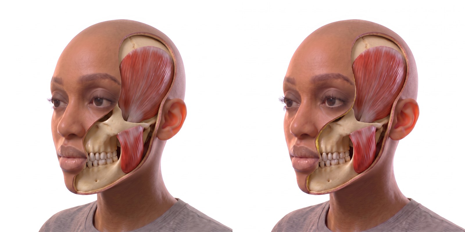MyAnatome personalized anatomical visualization